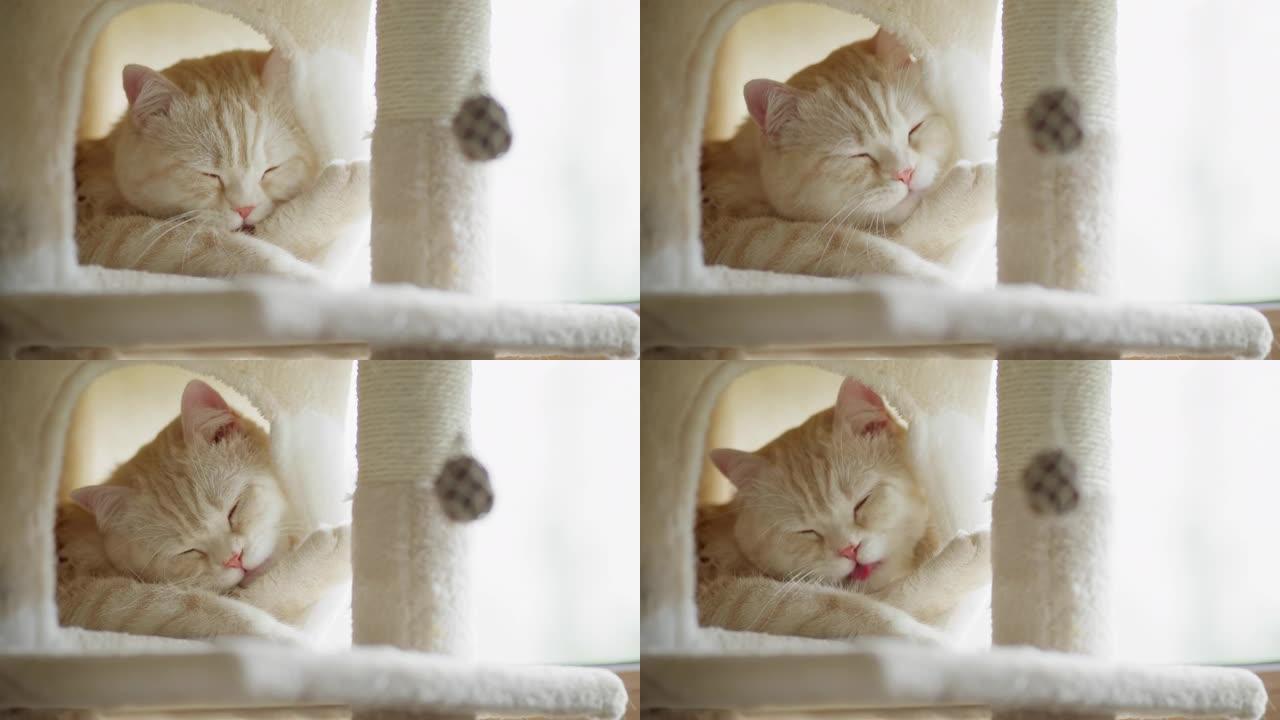可爱的英国短毛猫在蓬松的猫屋休息。洗皮毛