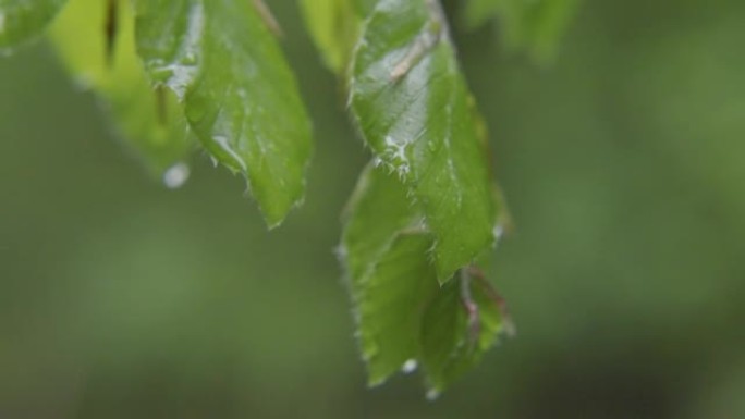 树叶上的雨滴细节拍摄