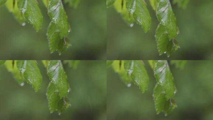 树叶上的雨滴细节拍摄