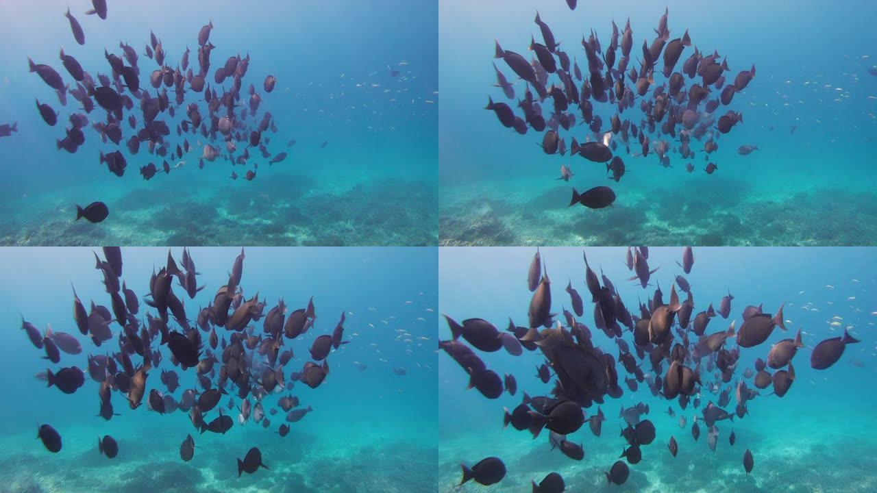 珊瑚礁附近一群背鱼的水下视图
