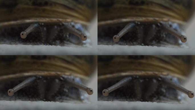 陆地蜗牛上部的感觉触须与眼睛斑点在他们的尖端
