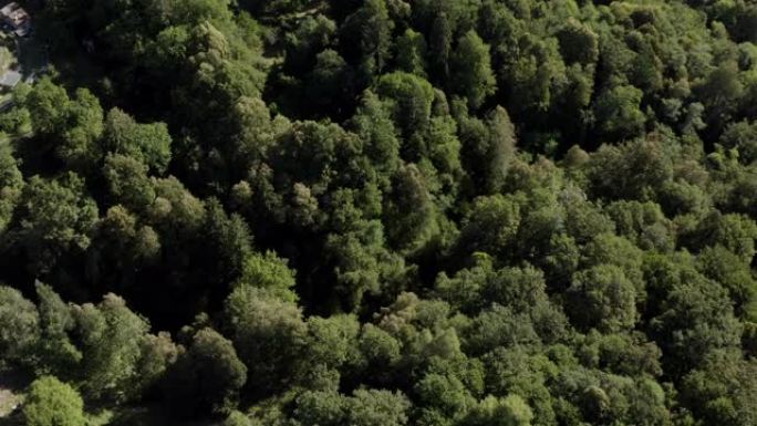 空中无人机从上面用茂密的树木拍摄森林