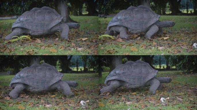 在保护区的草地上爬行的老年乌龟