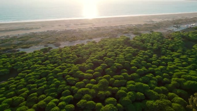 海洋附近西兰花状树木的俯视图
