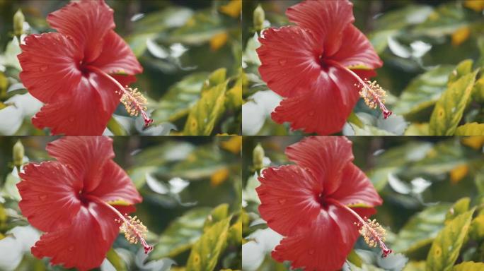 一株鲜红色热带花的特写镜头