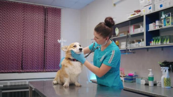 柯基犬在兽医预约时，女兽医正在用听诊器听其心跳