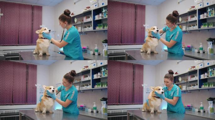 柯基犬在兽医预约时，女兽医正在用听诊器听其心跳