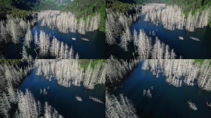 空中无人机拍摄了两名皮划艇运动员在洪水泛滥的森林中划桨