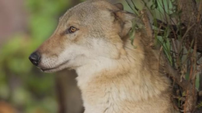 狼 (Canis lupus)，也称为灰狼，是犬科最大的现存成员。狼是狗家族中最大的野生成员。