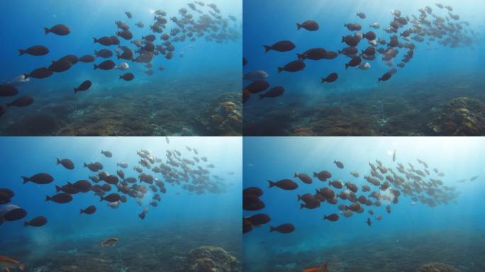 暗礁附近一群黑鱼的水下视图