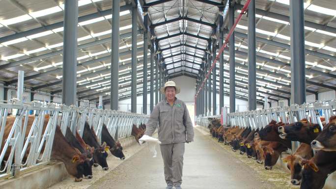 养殖业 养牛场 养殖场 家禽 牛西门塔尔