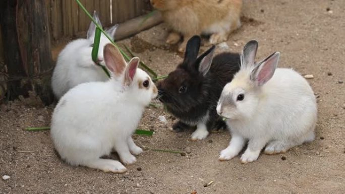 有人在动物园给一群可爱的兔子喂草。