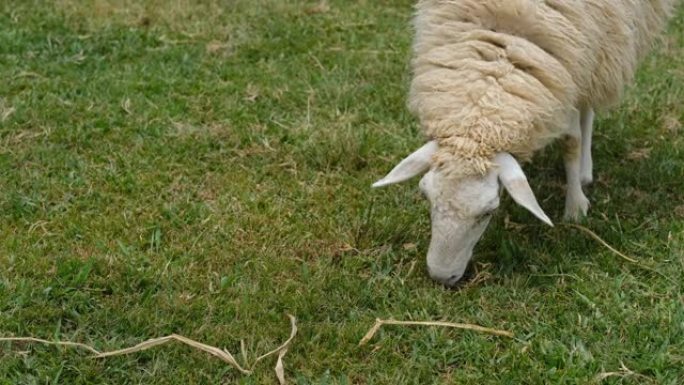 绵羊在山上吃草，在堤上吃羊的画像，在绿色牧场上可爱的绵羊。农场动物肖像。农业概念，农村农业，在农场工