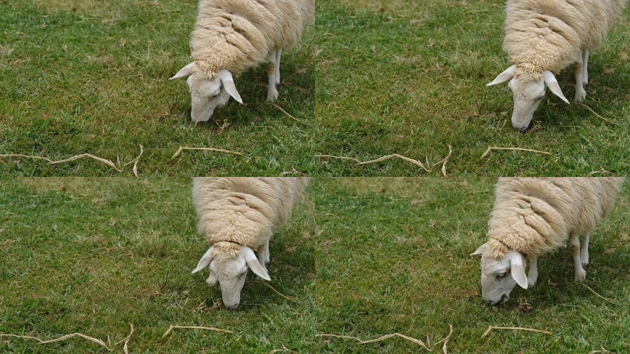 绵羊在山上吃草，在堤上吃羊的画像，在绿色牧场上可爱的绵羊。农场动物肖像。农业概念，农村农业，在农场工