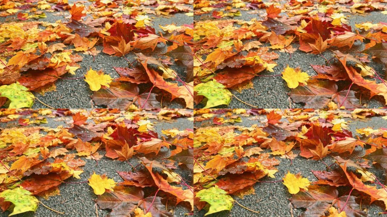 秋天的树叶在风中移动的道路上