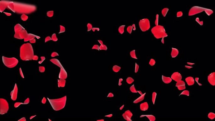 抽象背景飞翔的红色玫瑰花瓣逼真的3D动画绿色屏幕循环。