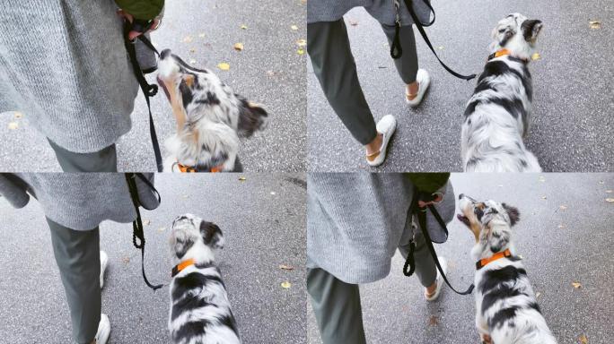 SLO MO TS幼犬与主人一起用皮带很好地行走