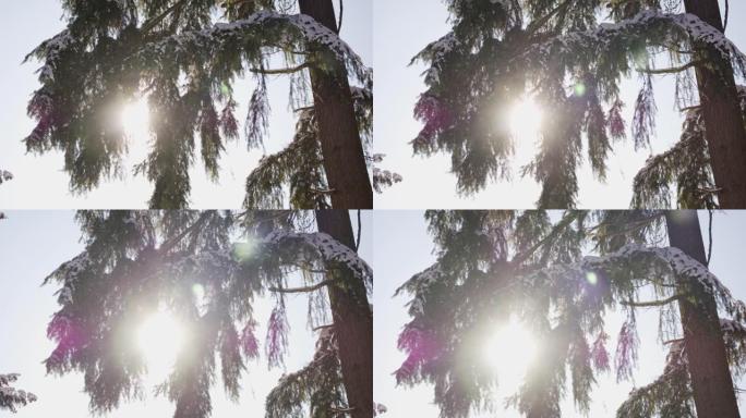 积雪覆盖的树的详细照片，背后有阳光