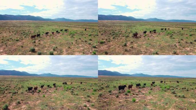 无人机飞越小群散养牛穿越干旱平原地区寻找食物的空中飞行视图。加利福尼亚的农业