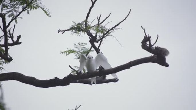 树枝上白鸟的细节照片
