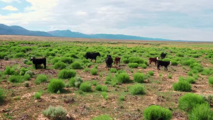 干旱平原地区在绿色植物上放牧的自由放养牛的无人机空中飞行视图。加利福尼亚的农业