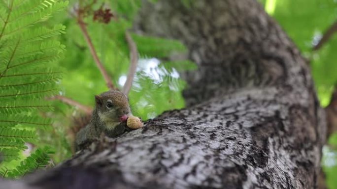 松鼠在树上吃坚果的特写。