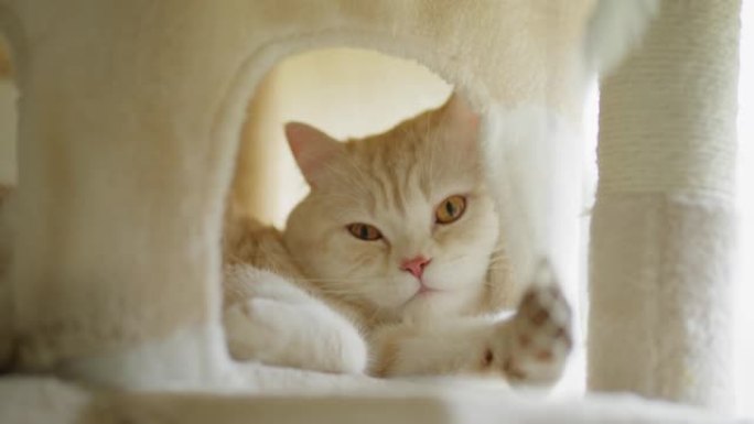可爱的英国短毛猫在蓬松的猫屋休息。洗皮毛