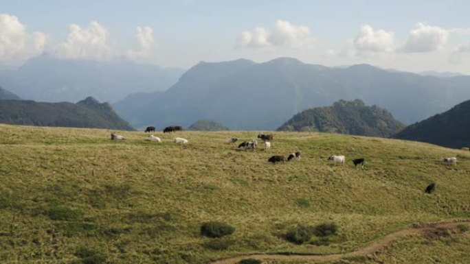 空中无人机拍摄了在山上草木山坡上放牧的奶牛