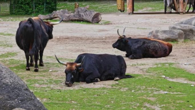 Aurochs，Bos primigenius taurus，国内的高地牛