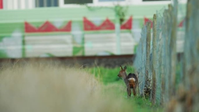 栅栏附近的小鹿的细节照片