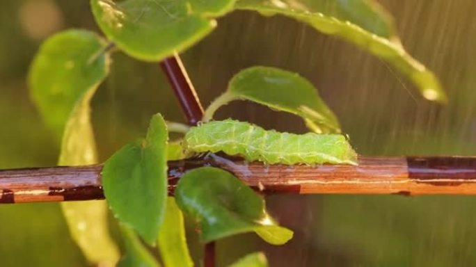 毛毛虫小菜蛾 (Plutella xylostella)，有时也称为白菜蛾，是小菜蛾科和小菜蛾属的蛾