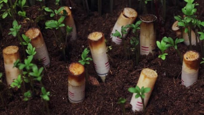 绿色植物在土壤中发芽，烟头在时间流逝中被卡住