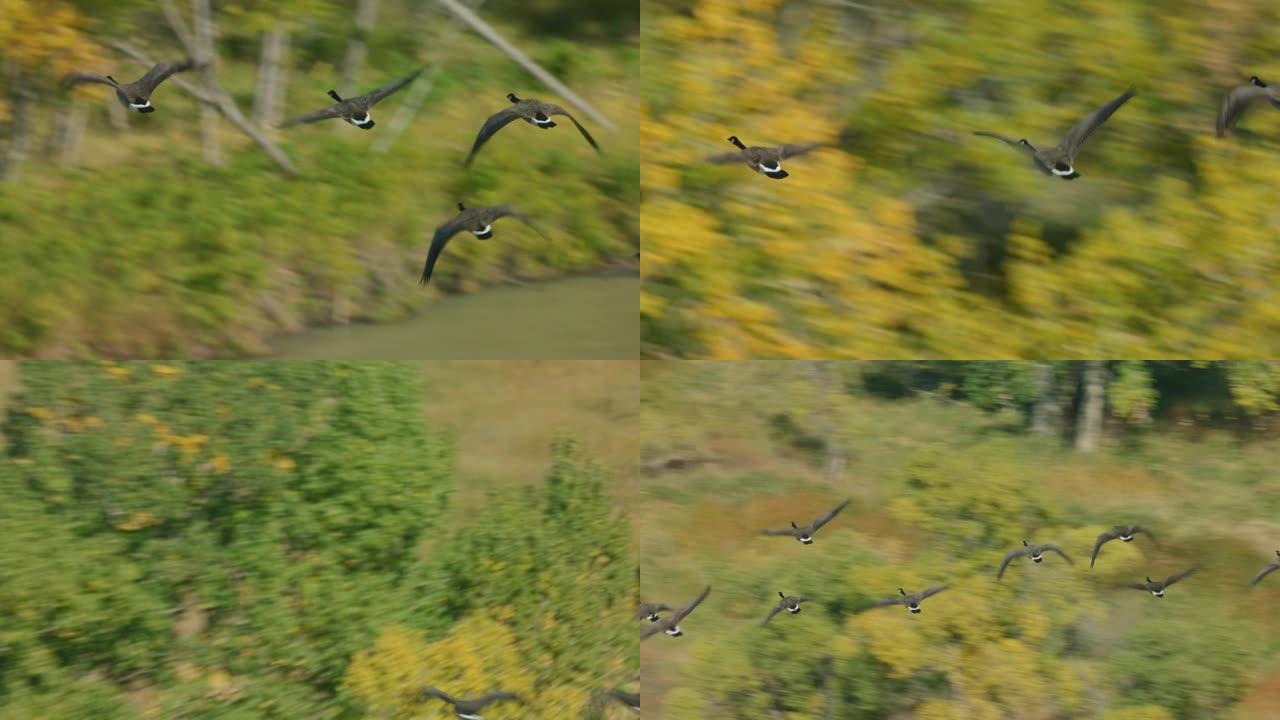 在怀俄明州北部的初秋，一群加拿大鹅在比格霍恩河上飞过，因为它充满了金色的杨木树