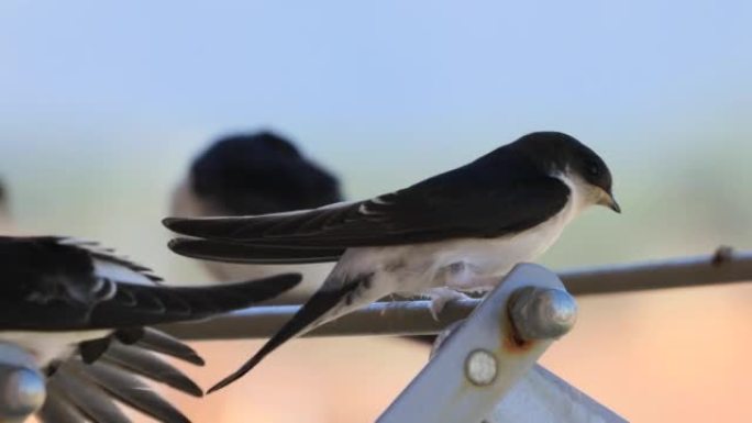 谷仓燕子 (Hirundo rustica) 关闭在我的窗户。放在我的衣架上