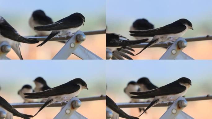 谷仓燕子 (Hirundo rustica) 关闭在我的窗户。放在我的衣架上