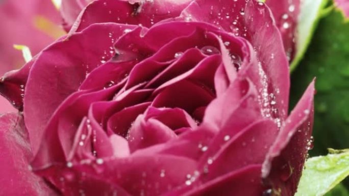 宏观幻灯片拍摄，水滴红玫瑰的小芽