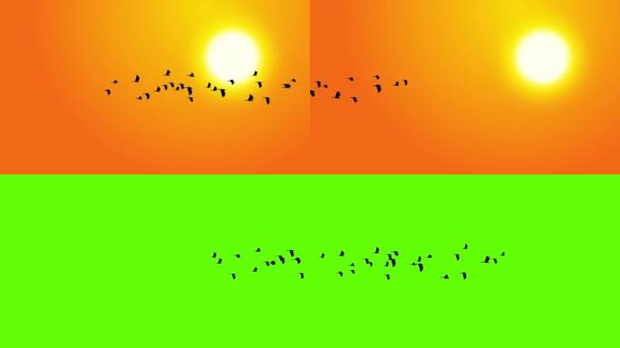 海鸥鸟随日落慢动作飞行。剪影在日落时迁徙的鸟群。