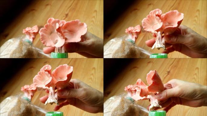 从产卵袋中手工收获充满活力的粉红色牡蛎蘑菇的镜头