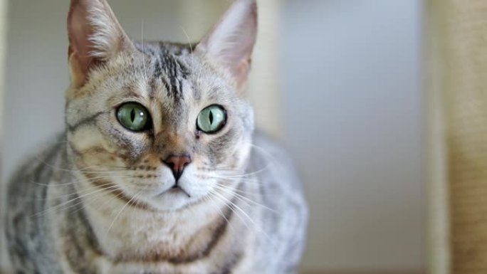 一只美丽的灰色纯种孟加拉猫绿色眼睛的特写肖像。