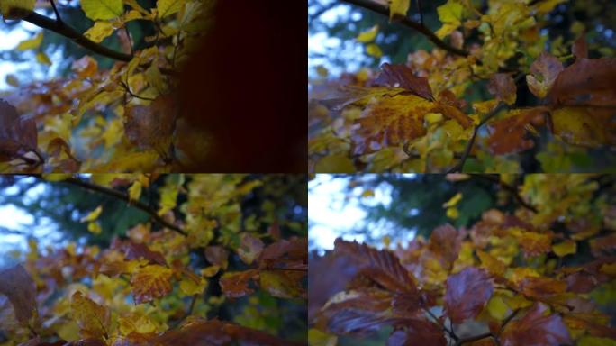 秋天树上彩色叶子的细节照片