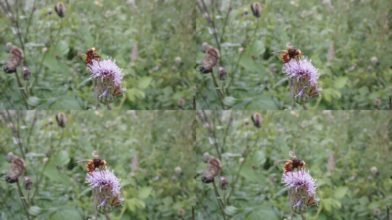 爱沙尼亚花顶上的大眼睛蜜蜂