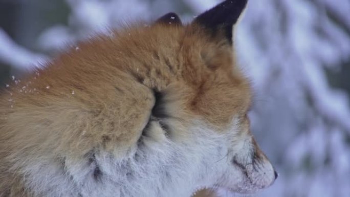 冬季红狐狸肖像的精彩特写。伏尔普斯。