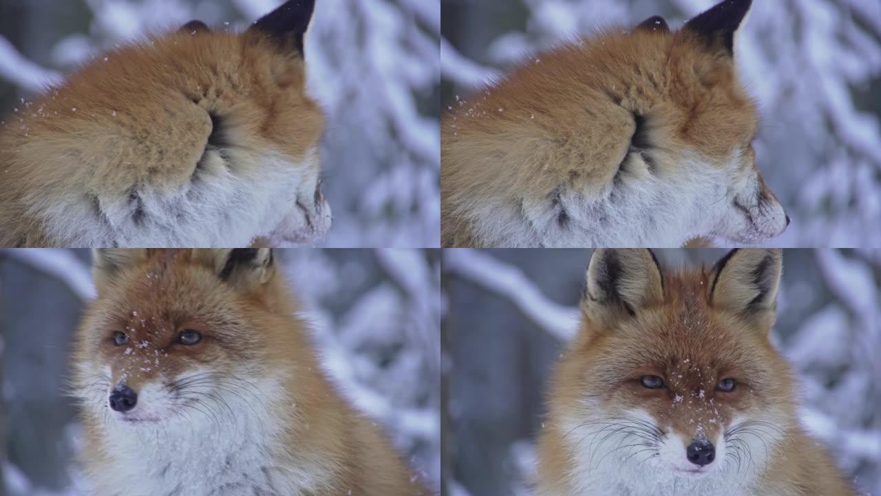 冬季红狐狸肖像的精彩特写。伏尔普斯。