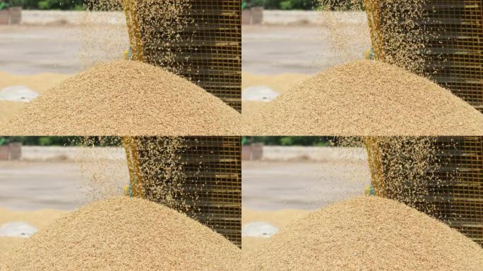 从作物清洁剂中掉落的水稻作物