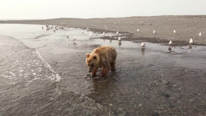 堪察加棕熊吃太平洋沿岸的红鱼