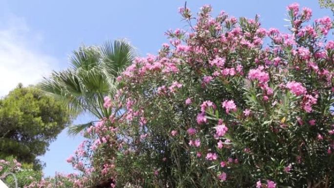 意大利卡拉布里亚的一个被棕榈树和鲜花环绕的美丽地方。走在棕榈树下。