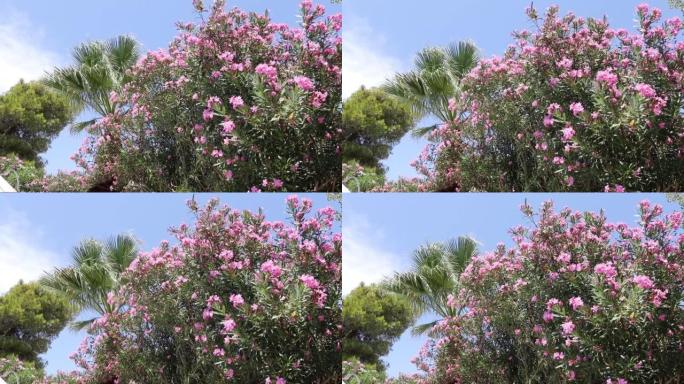 意大利卡拉布里亚的一个被棕榈树和鲜花环绕的美丽地方。走在棕榈树下。
