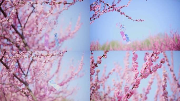 春日 风铃 桃花