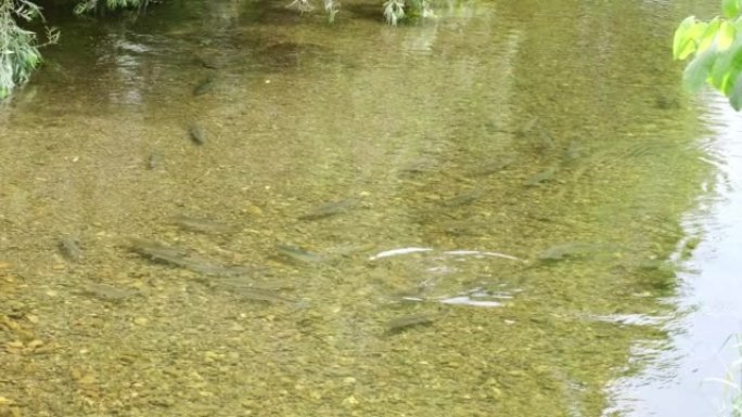 Pink salmon went to the river to spawn.