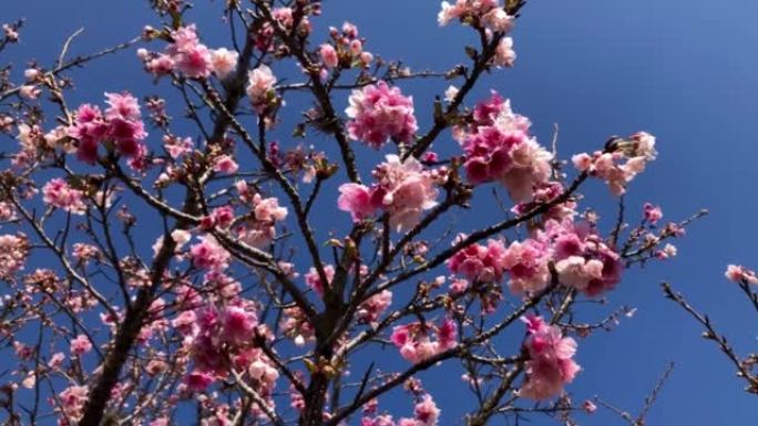 Symbol of Japan trees, known as Sakura, cherry tre
